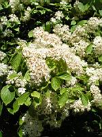 Viburnum dilatatum (fam Caprifoliacees) (Japon) (4) (Photo F. Mrugala)